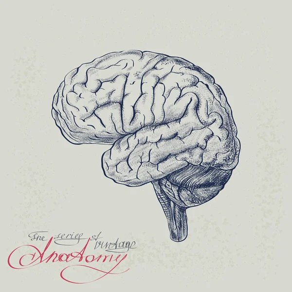 Cerebro humano. Imagen de hemisferios cerebelo y tallo, estilizado — Vector de stock