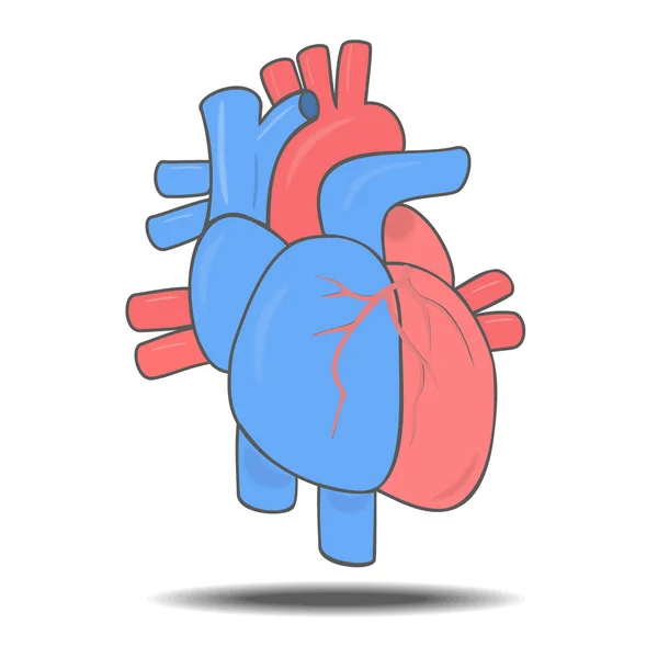 Coração humano e vasos sanguíneos. Ilustração isolada do vetor — Vetor de Stock