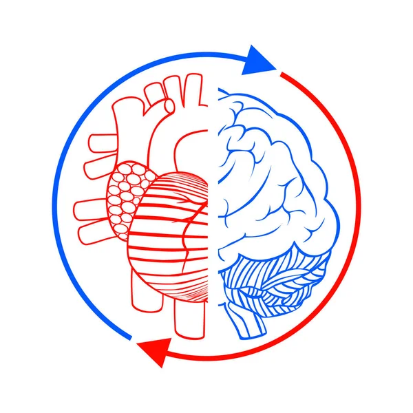 Heart, brain and blood circulation — Stock Vector