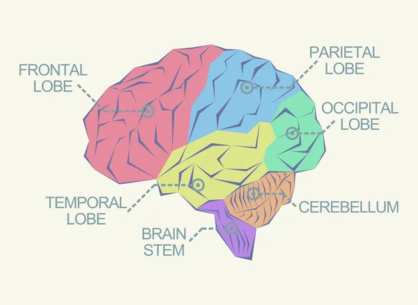 Soyut örnek olarak beyin anatomisi — Stok Vektör