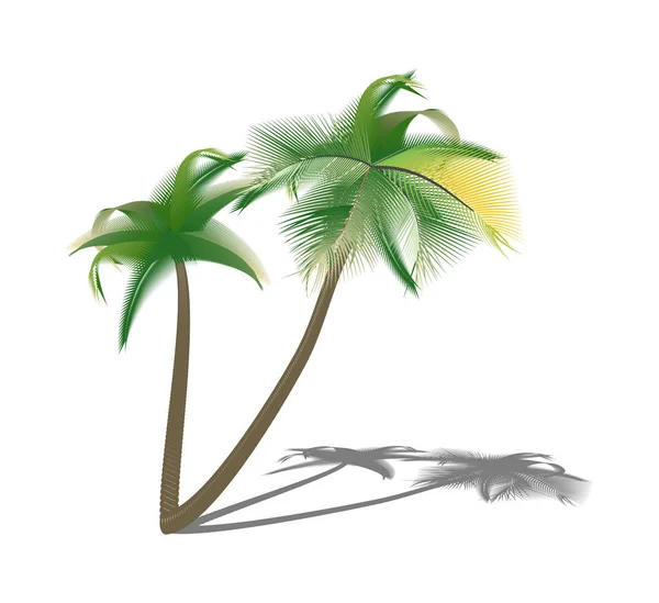 Geïsoleerde palmbomen met schaduw. Vectorillustratie — Stockvector