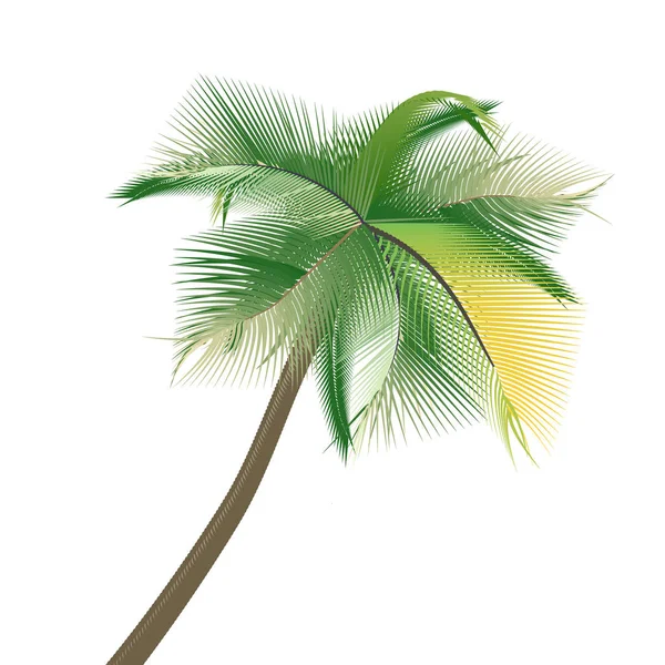 Palmboom op een witte achtergrond — Stockvector