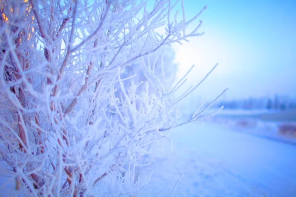 Impersonation of winter — Stock Photo, Image