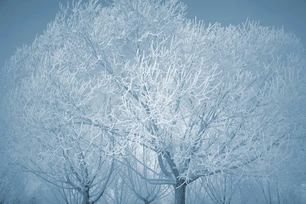 Winter trees covered with a thick layer of frost — Stock Photo, Image