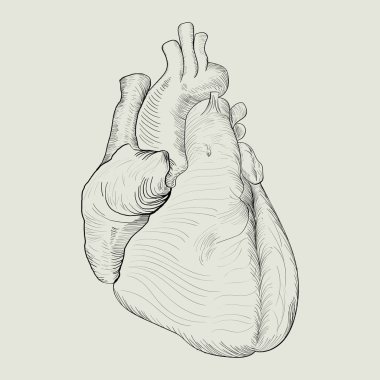 İnsan kalbi soyut kroki