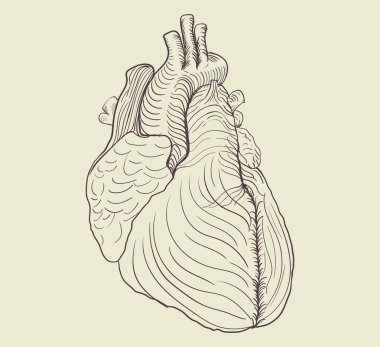 İnsan kalbinde çizim pensil 