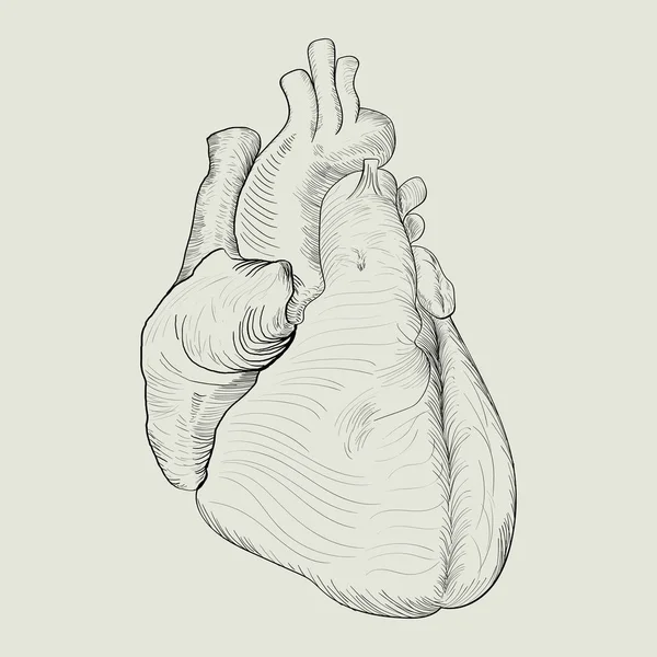 Esbozo abstracto del corazón humano — Vector de stock