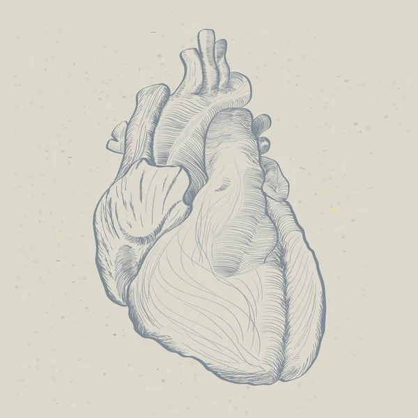 Anatomie van het menselijk hart in geschilderde afbeelding — Stockvector