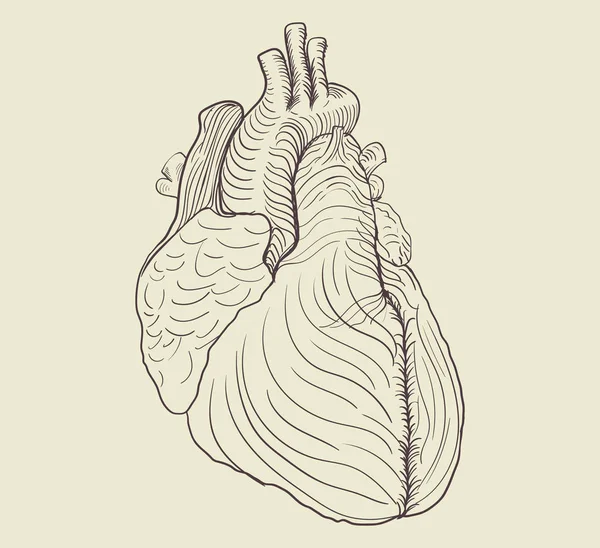İnsan kalbinde çizim pensil 