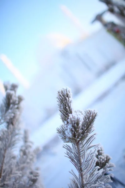 Pine Oddział ze śniegiem na tle biało niebieski zima — Zdjęcie stockowe