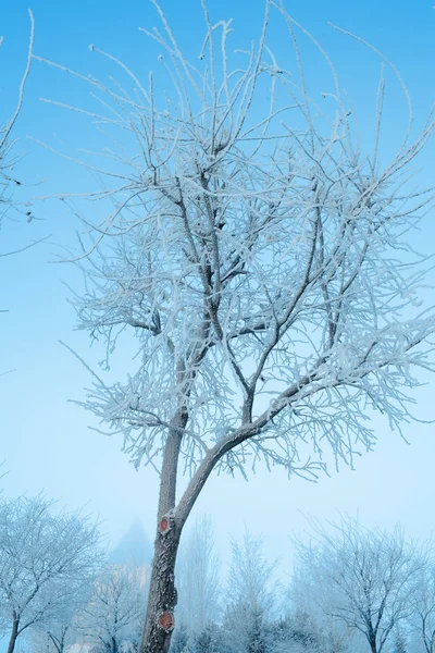 Ice glazed young tree in the urban park on the background of blu — Stock Photo, Image