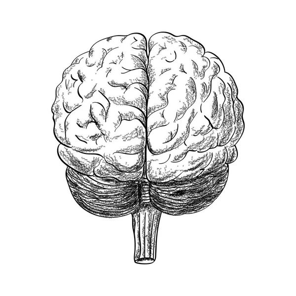 Dibujo del cerebro humano en el fondo blanco, ilustración vectorial — Vector de stock