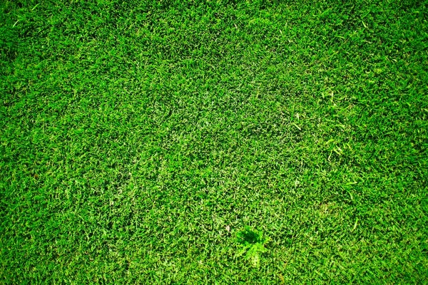 Bright green grass as a natural textured background with space f