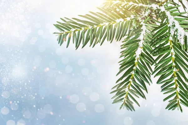 Rama Abeto Con Nieve Fondo Del Árbol Navidad — Foto de Stock