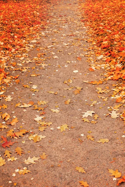 Path Covered Bright Colorful Leaves Walking Park Leaf Fall — Stock Photo, Image