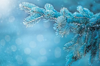Yeni yıl ya da Noel tatili kar arkaplanı, kırağı olan köknar dalları, kar yağışı ve röfle ile. Kış parlak arkaplan