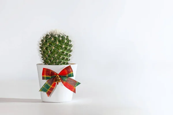 Cactus Verde Una Olla Blanca Con Arco Regalo Concepto Sorpresa — Foto de Stock