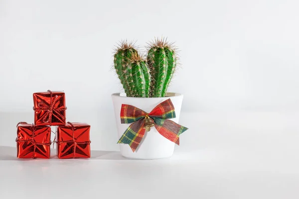 Cactus Een Witte Pot Met Een Strik Rode Doosjes Met — Stockfoto