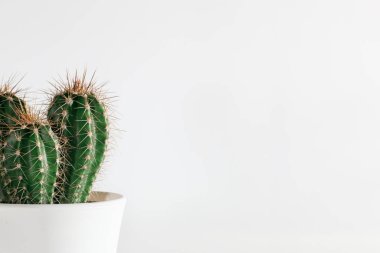 Beyaz tencerede kaktüs, yakın plan, keskin iğneler, beyaz arka planda izole edilmiş, serbest alan.