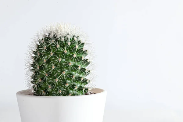 Cactus Una Olla Blanca Cerca Agujas Afiladas Aislado Sobre Fondo — Foto de Stock