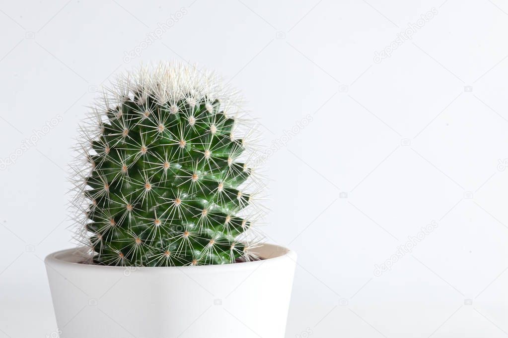 cactus in a white pot, close-up, sharp needles, isolated on a white background, free space