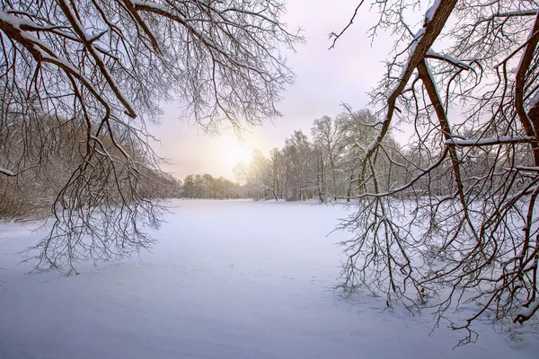 Зимний Фон Лес Парк Снегу Зима Холодное Время Года Зимний — стоковое фото