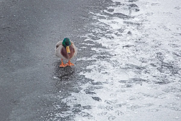 Patos Camina Sobre Hielo Estanque Congelado Aves Invernantes Ciudad —  Fotos de Stock