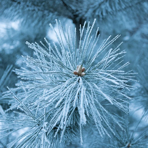 新年やクリスマスの休日の雪の背景は 降雪やハイライトで 霜のモミの枝で 冬の明るい背景 — ストック写真