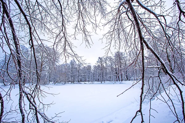 Vinterlandskab Skov Eller Park Vinteren Sneen Smukke Landskab Baggrund - Stock-foto