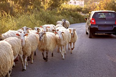 Bir araba, arabayla seyahat eden koyun sürüsüne yol verir. Sürprizlerle doludur.
