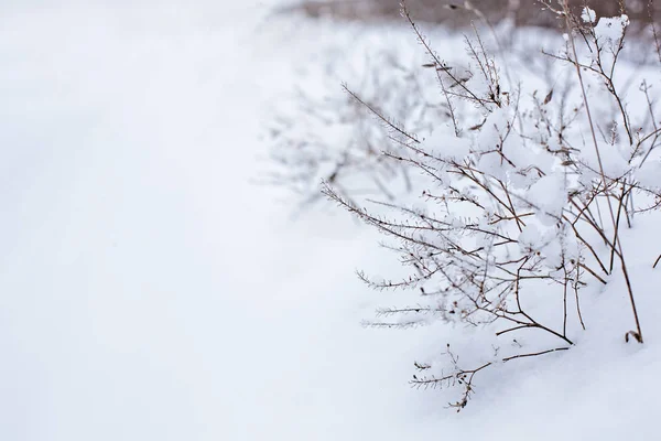 Witte Pluizige Sneeuw Bedekt Weg Struik Besneeuwd Landschap Seizoenen — Stockfoto