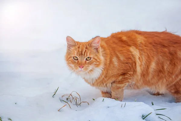 a large red cat walks in the fresh white snow, the cat went outside in winter,