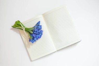 İlk bahar çiçeklerinden bir buket, Muscari bahar arkaplanı, bahar geliyor, planlar