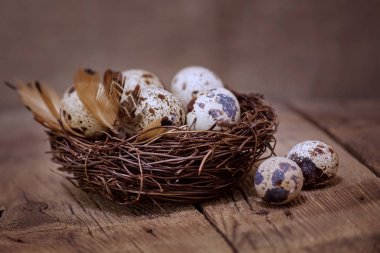 Korunaklı renkte bıldırcın yumurtaları olan bir yuva.