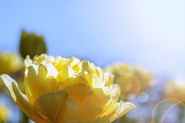 Bahar arkaplanı, güneşli bir günde gökyüzüne karşı büyük sarı lale çiçeği bulanıklaştırdı.