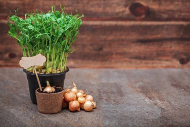Tahta bir arka planda dikmeden önce saksı tohumları ve soğan tohumları, bahar baharı bahçıvanlığı için arka plan