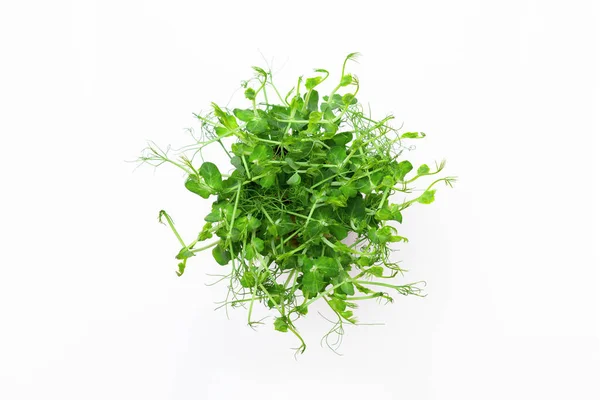 Young Green Pea Sprouts Pot Isolated White Background Top View — Stock Photo, Image
