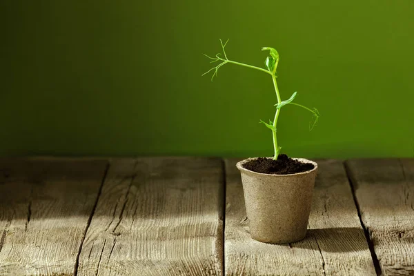 Färska Unga Gröna Ärtor Groddar Torv Kruka Gammal Träbord Plantor — Stockfoto