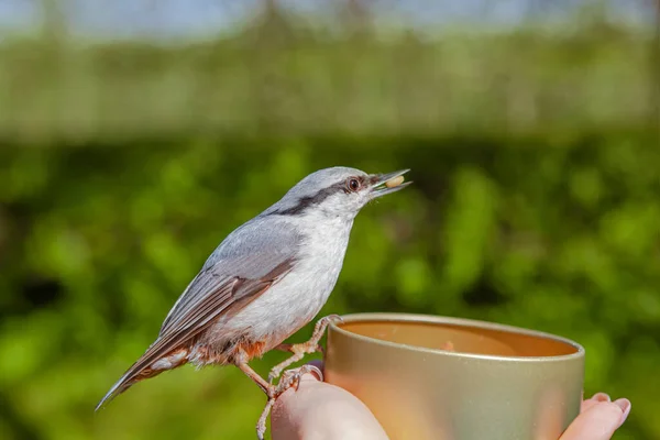 Der Vogel Der Hand Park Der Mensch Füttert Einen Vogel — Stockfoto