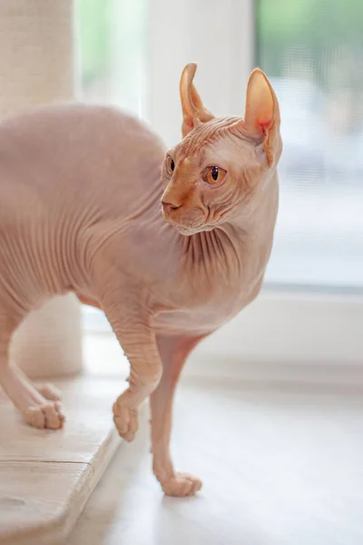 Canadian Sphinx Gato Sem Pêlos Sem Pêlos Gato Alérgico Animal — Fotografia de Stock