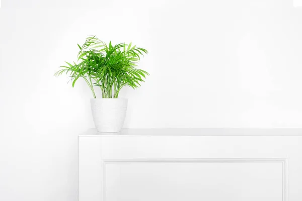 Verde Flor Del Hogar Una Olla Blanca Cómoda Blanca Plantas — Foto de Stock