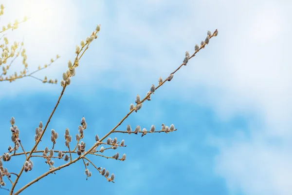 Wiosenne Gałęzie Wierzby Kwitnącej Puszyste Pąki Wierzby Gałęziach Wiosną Słoneczny — Zdjęcie stockowe