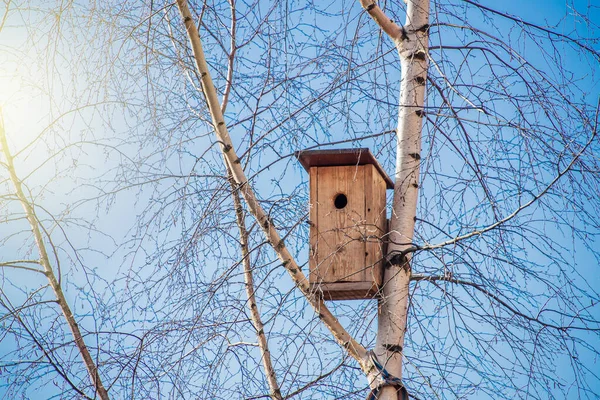 春の晴れた日に白樺の上の木春鳥舎 — ストック写真