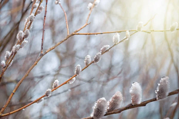 Voorjaars Natuur Achtergrond Fluffy Wilg Knoppen Takken Het Voorjaar Zonnige — Stockfoto