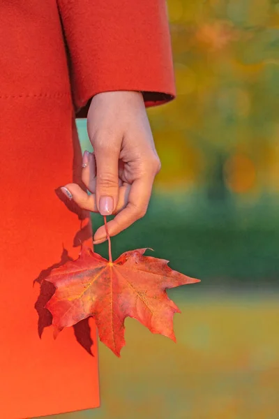 Dívka Podzimním Parku Drží Jasně Červený Javorový List Ruce Podzimní — Stock fotografie
