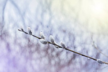 Bahar çiçekli söğüt dalları. Bahar güneşli bir günde dallarda kabarık söğüt tomurcukları