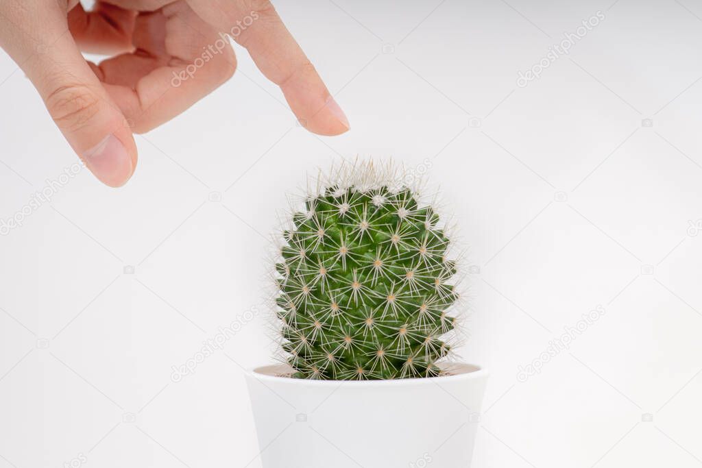 a green cactus in a pot with large thorns, a finger touches sharp thorns, a prickly plant,