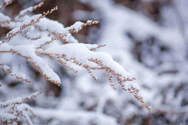 Сніг Гілках Кущів Взимку Сухі Рослини Вкриті Снігом Сезон Снігопадів — стокове фото