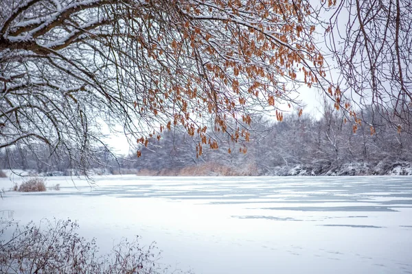 Зимний пейзаж, деревья под снегом, зимнее время — стоковое фото