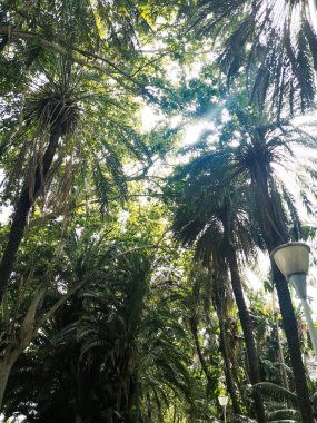 Işık, tropikal yeşil bir palmiye yaprağından gelir.